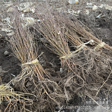 �ט�����С���|���Ե؅����ט�����ט岥�N����r�񹤳̴��