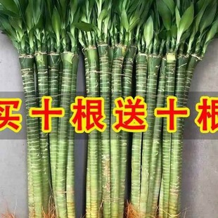 �����Ĳ��������^�����D�\���F��ֲ��ˮ�B�͏d�҃�����ˮ�����