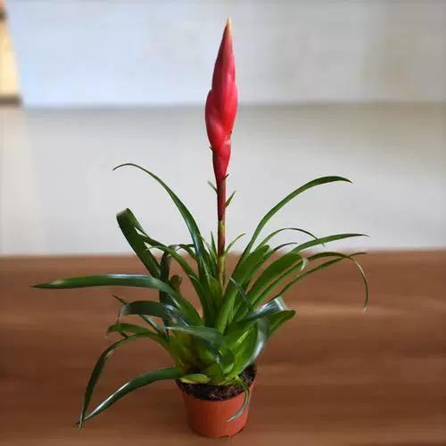 Маленький перец Lucky ручной горшечные растения в офисе Hongyun Dangtou