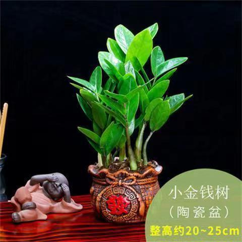 Base Direct Sales Money Tree Potted Plants Indoor Money String to Attract Wealth Living Room Green Plants and Florals Evergreen All Year Round