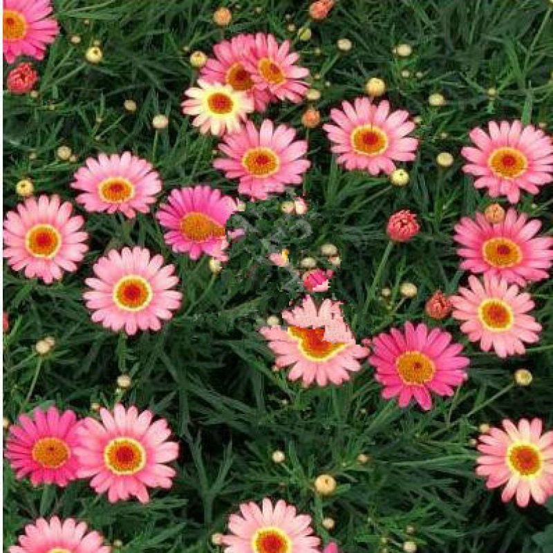Crisantemo crisantemo semilla de flor de crisantemo pequeña semilla de flor de margarita semilla de planta en maceta de floración de cuatro estaciones semilla de flor de interior y exterior
