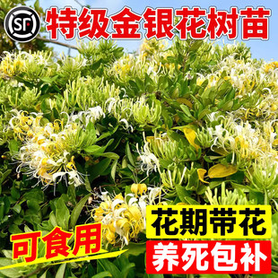 һ�����l��ʳ�ý��y����������ļ��_���������̨ͥԺ����ֲ����