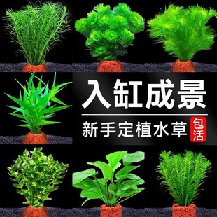 Aquarium Landscaping Green Plant Ornaments Volcanic Stone Aquatic Plants Shade-Tolerant Centipede Grass Green Chrysanthemum Real Grass Aquatic Plant Set