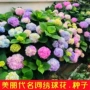 多年生四季庭院混色花种子