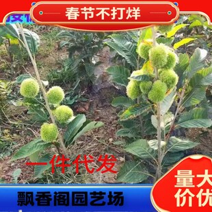 �|�����繩������ 2����Ҏ��������� �óɻ������