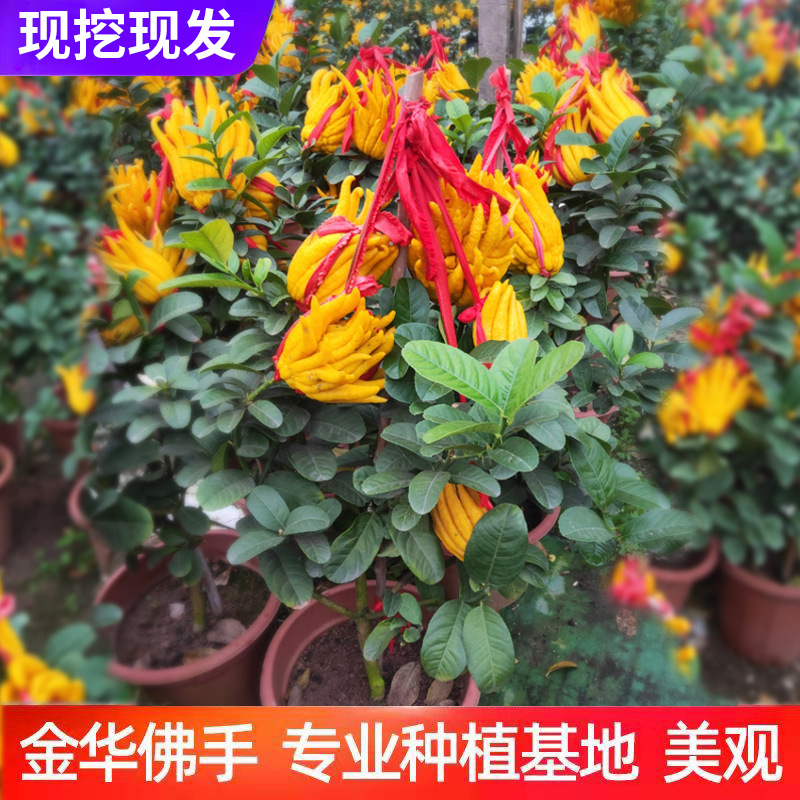 佛手苗金佛手树苗带花果四季阳台室内盆栽庭院种植佛手柑当年结果