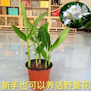 Ұ������������������׺�����ͥԺ�̨���˰�ɫ�������K�Gֲ��