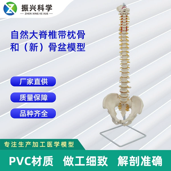 [带枕骨和（新）骨盆模型]