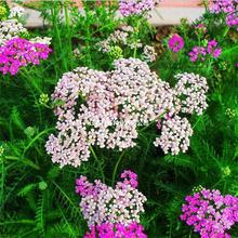 ��ݷN�ӻ�ɫ������䏲ݻ��N���ͺ��ļ��ײ��Nǧ�~������ݻ�����