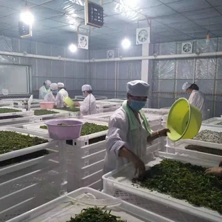 养蚕用分离式蚕箔 小蚕共育蚕盒 小蚕蚕箔