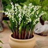 Lumania breed balls indoor potted ball root flower viewing flowers and plants Germany's lily of the valley seedlings blooming