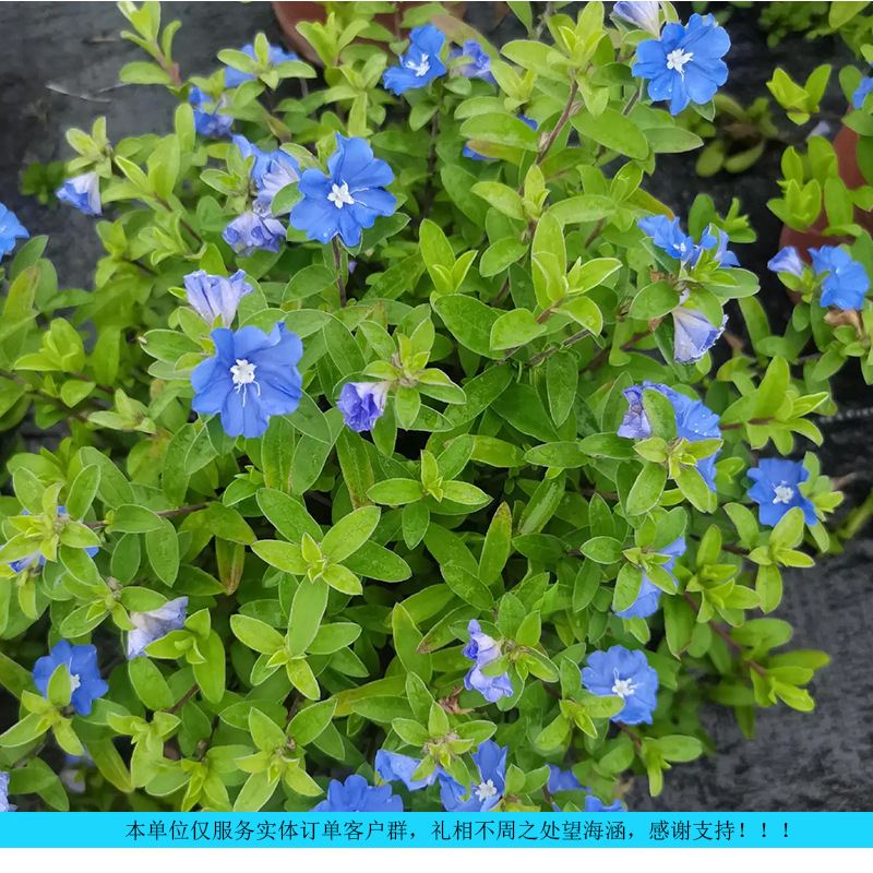 蓝星花苗耐寒耐热易养护四季节开花家居办公花卉盆栽（小量专享）
