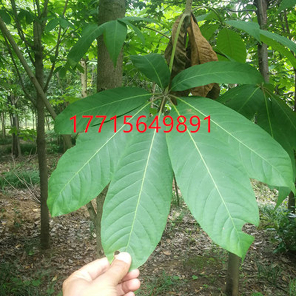 O1CN01TIyKQR1bZt6573aLl_!!3788