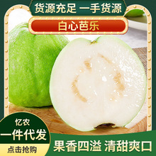 番石榴 番石榴品牌 图片 价格 番石榴批发 阿里巴巴