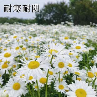 Dabin Chrysanthemum Seeds Chamomile Balcony Courtyard Outdoor Perennial Daisy Perennial Florals All Year Round Sowing Flower Seeds