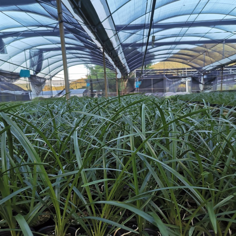 兰花 兰花苗惠兰 红钻石 浓香 兰草室内客厅阳台花卉植物四季