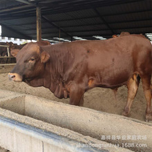 改良肉牛犊黄牛 大量养殖 利木赞牛小牛苗活体繁殖母牛