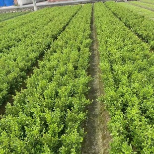 ���ش������l�����S����S��ë��ɫ�K�ɻ��ʸ�