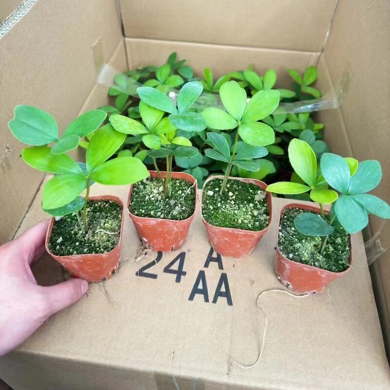 Internet Celebrity Lazy People Are Good at Raising Plants, Happy Four-Leaf Clover Potted Mexican Iron Tree, Green Plants and Florals in the Bedroom and Living Room Internet Celebrity Lazy People Are Good at Raising Plants, Happy Four-Leaf Clover Potted Mexican Iron Tree, Green Plants and Florals in the Bedroom and Living Room