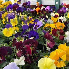 ɫNļ׷NͥԺԻܻNӺ̨