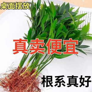 Evergreen Mosquito Repellent Bamboo and Cypress Potted Plants for All Seasons, Mosquito Repellent Grass, Rich Bamboo Florals, Indoor Green Plants, Water Culture Hydroponic Plants