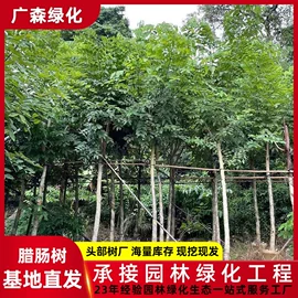 乔木;其他园林植物;灌木