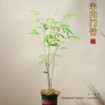 台湾内门竹盆栽竹子苗茶桌观叶绿植室内阳台桌面绿植盆景好养