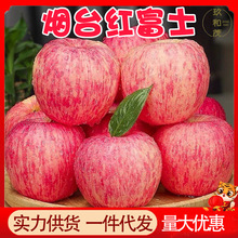 正宗山東煙台紅富士蘋果10斤整箱棲霞蘋果新鮮水果批發脆甜平果