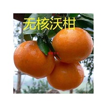 ���ڼ޽ӏV���ָ̘���091�o���ָ����������Ե��ԽY������Ә���