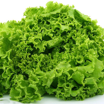 Siembra de lechuga de cuatro estaciones, semillas de lechuga de primavera y verano, semillas de lechuga de crema orgánica, semillas de lechuga de balcón
