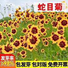 蛇目菊种子两色金鸡菊金钱菊四季播种花海绿化花卉种籽孑庭院盆栽
