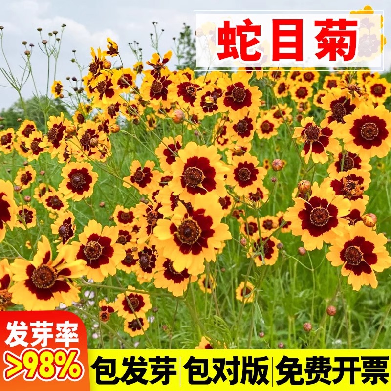 蛇目菊种子两色金鸡菊金钱菊四季播种花海绿化花卉种籽孑庭院盆栽