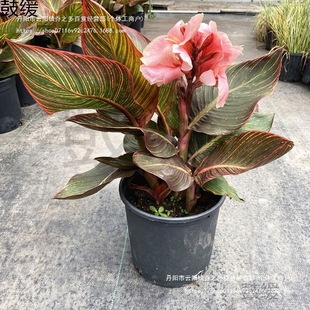 ˽ԻͥԺ̨^ֲR͟ͺȤζt