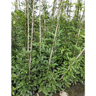 Chicken Blood Vine, Fine-Leafed Evergreen Oil Hemp Vine, Cow and Horse Vine, Large Blood Vine, Chengdu Landscaping Seedlings, Vines