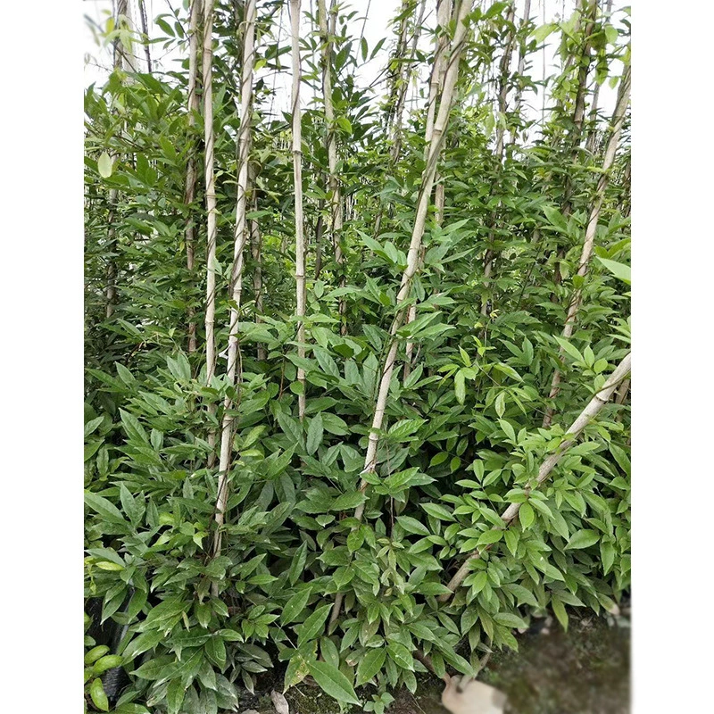 Spatholoerum partholes вечнозеленый Луг Чэнду озеленение саженцев Лиана в Чэнду