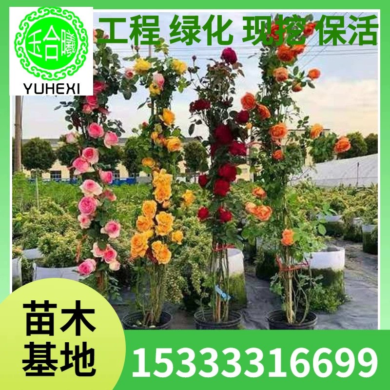 Оптовые сорта европейских многоквашечных розовых саженцев, которые в одном году цветут в несколько сезонов, саженцы вьющихся роз, вьющиеся цветы, Longsha Gemstone