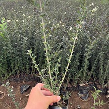 ���~ˮϞ�I�B���� ���~ˮ�D������ �Aֲˮ�D�G�h�� �ͺ�ˮϞ����