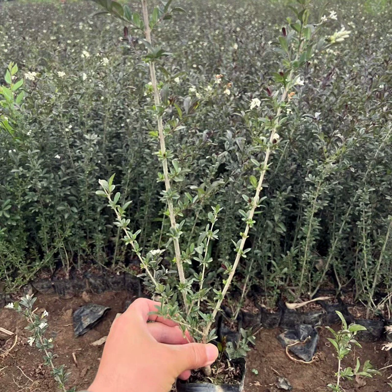 Саженцы в питательной чашке с водным воском с золотыми листьями, саженцы в контейнере с водным воском с фиолетовыми листьями, саженцы из кустарников с водным воском, устойчивые к холоду саженцы в чашках с водным воском