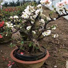 花卉海棠花盆栽室内外复色四季海棠海棠树苗盆景绿植