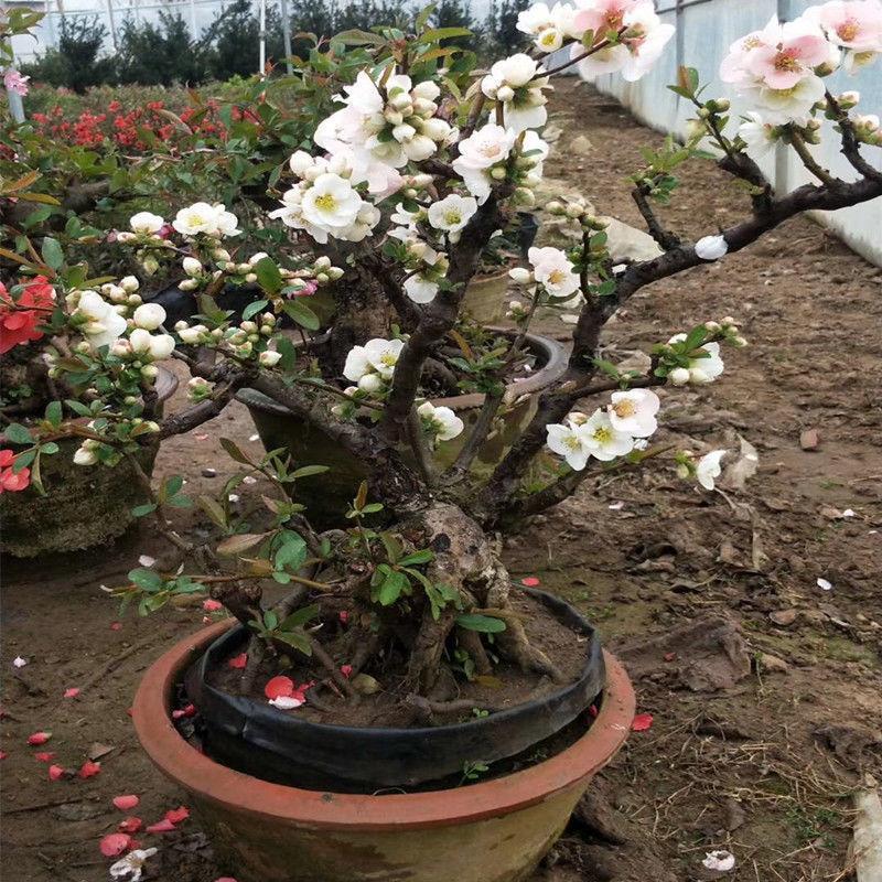 花卉海棠花盆栽室内外复色四季海棠海棠树苗盆景绿植