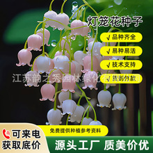 灯笼花花种子倒挂金钟爬藤垂吊室内盆栽香草植物四季播种花卉种籽