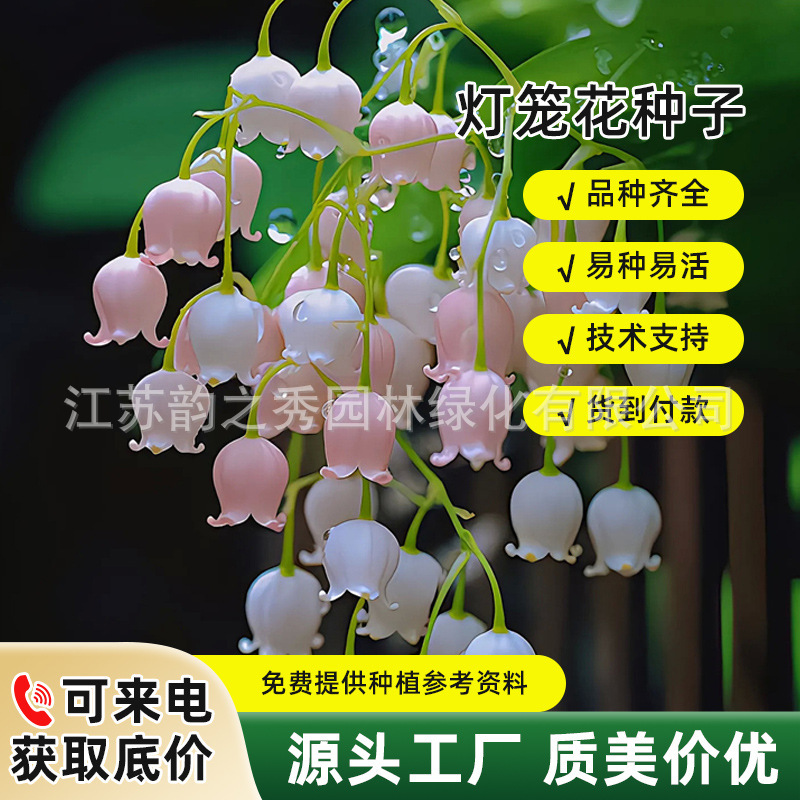 灯笼花花种子倒挂金钟爬藤垂吊室内盆栽香草植物四季播种花卉种籽