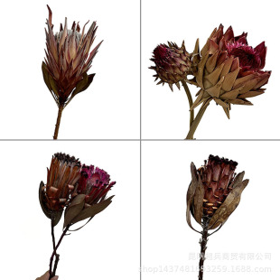 [African Dried Flower Emperor Princess] South Africa Dried Flower Emperor Flower Princess Dried Flower Overlord Flower