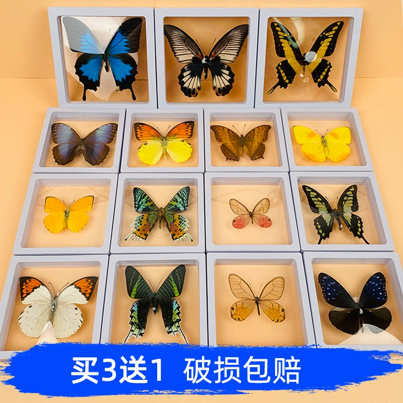 Вэн Кайчжэнь бабочка образец насекомого в подвешенном раме может быть удален из ПЭТ фотографии детский сад день рождения День Святого Валентина подарок diy