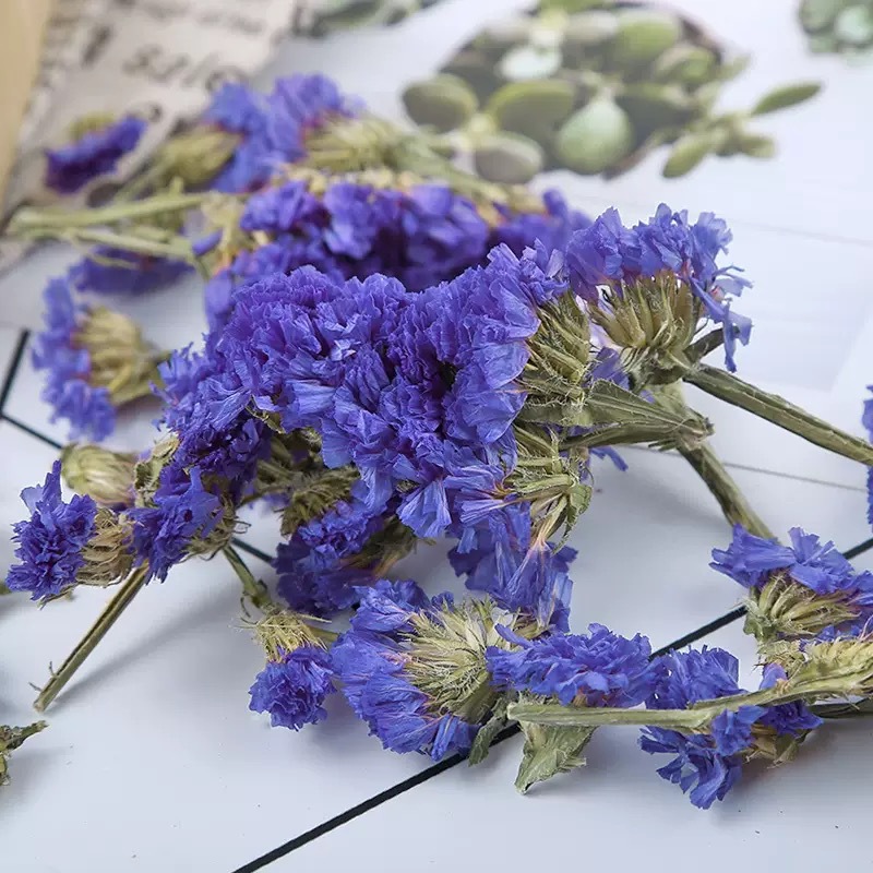Dried Forget-Me-Not Flowers Wu Wang Wo 500g Blue Herbal Flower Tea Bulk Loose Petals quality and texture