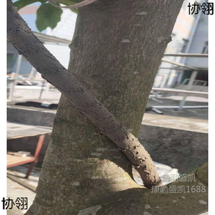 ������ٴ����ܿ��Ĺܑ��Ᵽ�o��|늾��������b�������o�׹�