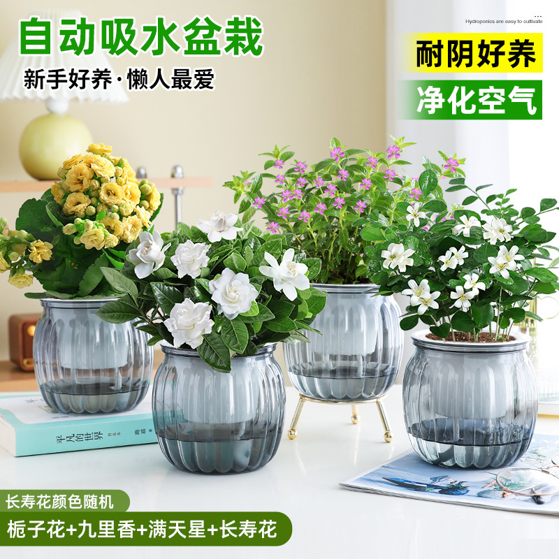 [꽃 4화분] 치자나무 + 구리향 + 아기숨결 + 칼라비나