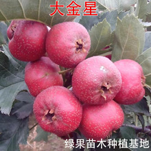 ޽ɽ高 ɽ ɽtɽ高ϷNֲ