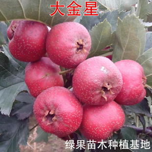 �޽�ɽ高��� �����ɽ��� ���ɽ��t����ɽ高��Ϸ������Nֲ