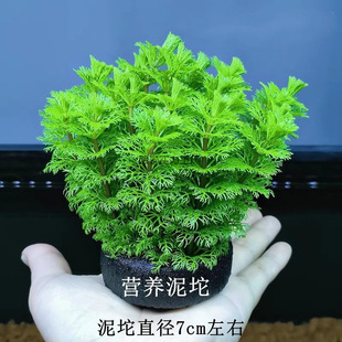Green Chrysanthemum Grass Oxygenated Lazy Spherical Water Grass, a Complete Set of Betta Fish Tank Landscaping Without Bottom Sand to Purify Water Quality